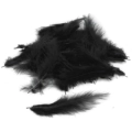 Piume Nere - Black Feathers, 100pz.