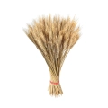 Spighe di grano 400gr Bianche